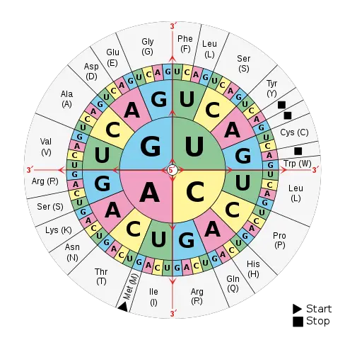 Aminoacids_table