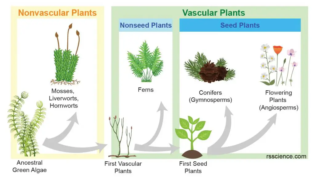 Autotrophs vs. Heterotrophs Definition and Examples Rs Science