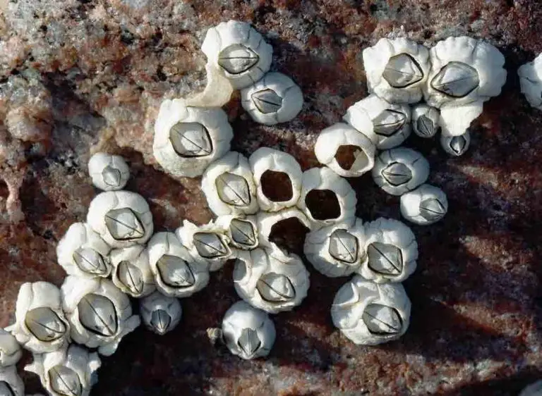 tidal pool barnacle tidal pool barnacle