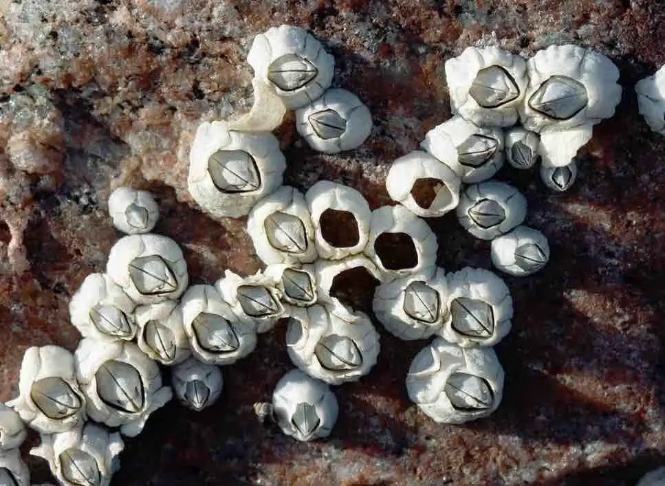 tidal pool barnacle