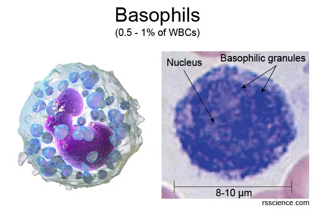 Basophils