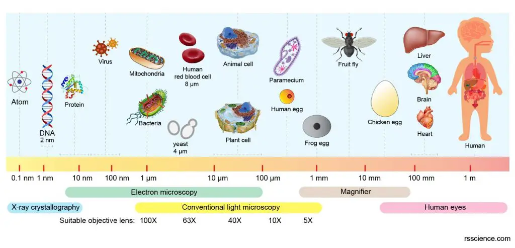 Biological-scale