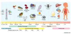 Size Matters - The Scale of Biology – Examples and Fun Facts