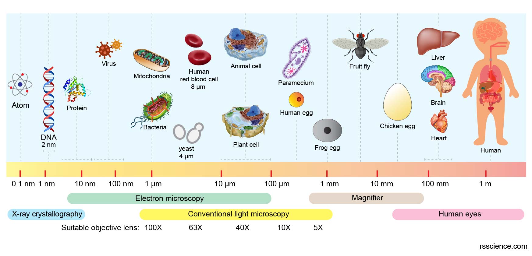 Размер вируса и бактерии сравнение