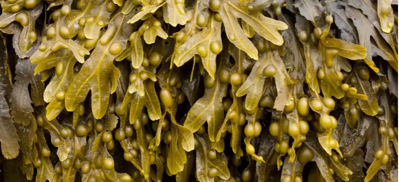 Bladder-Wrack