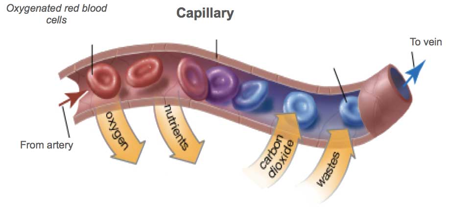 Capilary-red-blood-cells