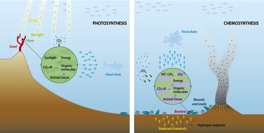 Chemoautotrophs