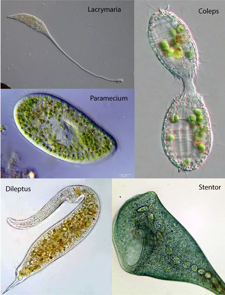 Ciliate-collection-wiki