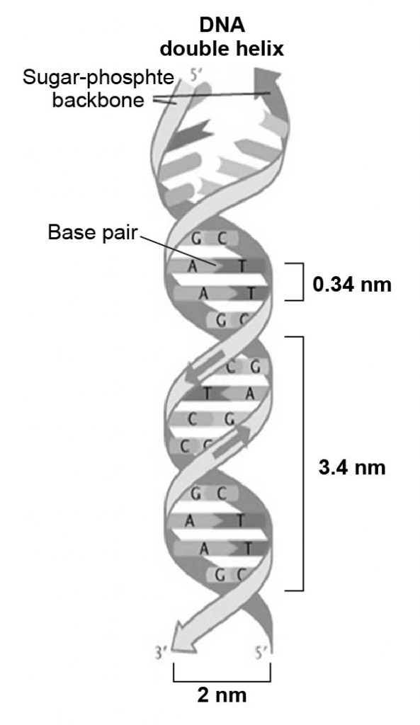 DNA-double-helix-length