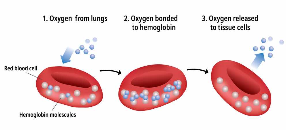 Hemoglobin-oxygen-transportation