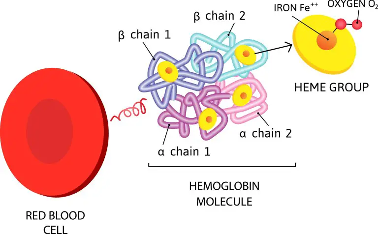 Hemoglobin