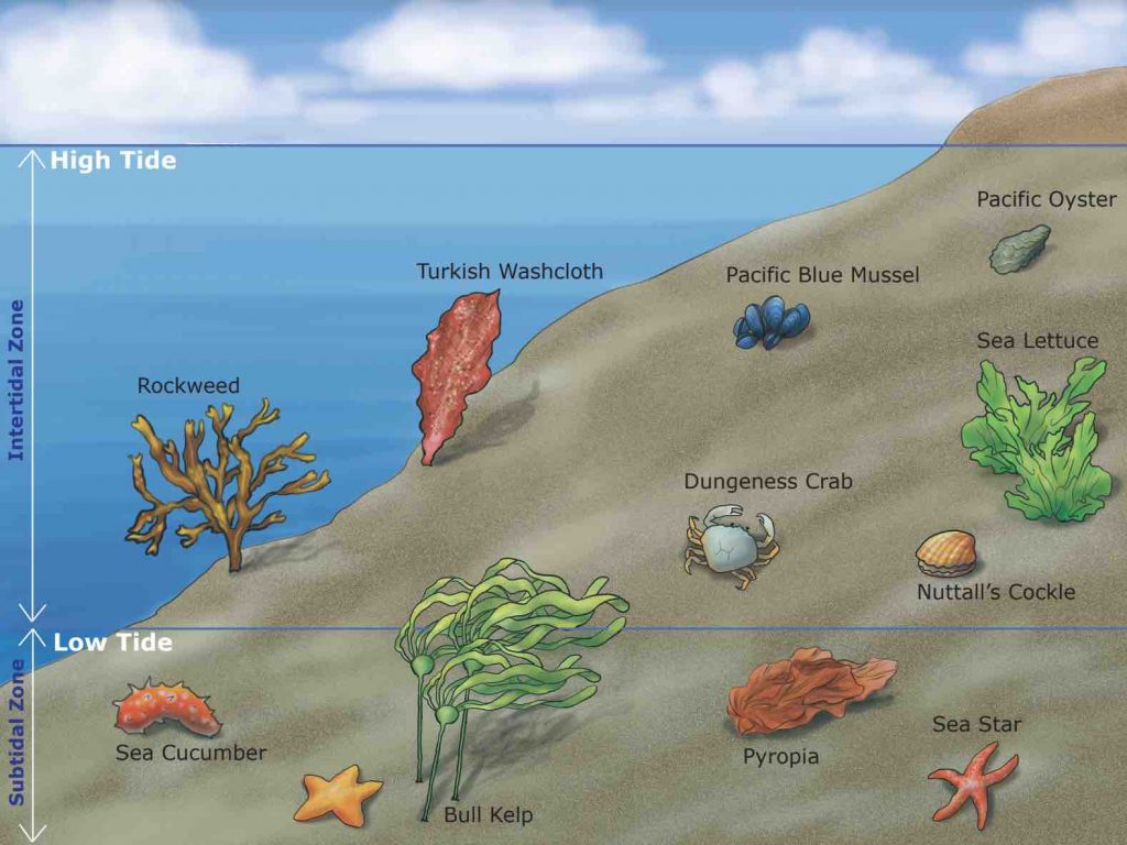 Intertidal-Zone-Organisms