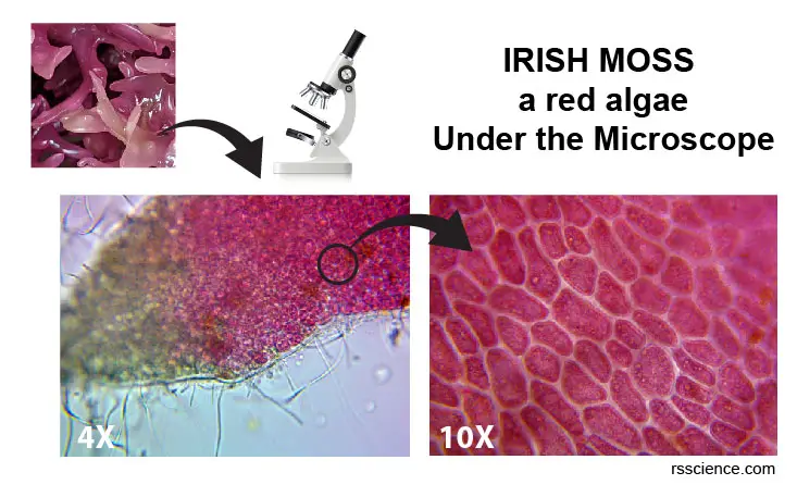 Irish-moss-microscope