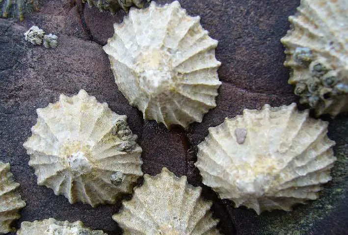 Limpets