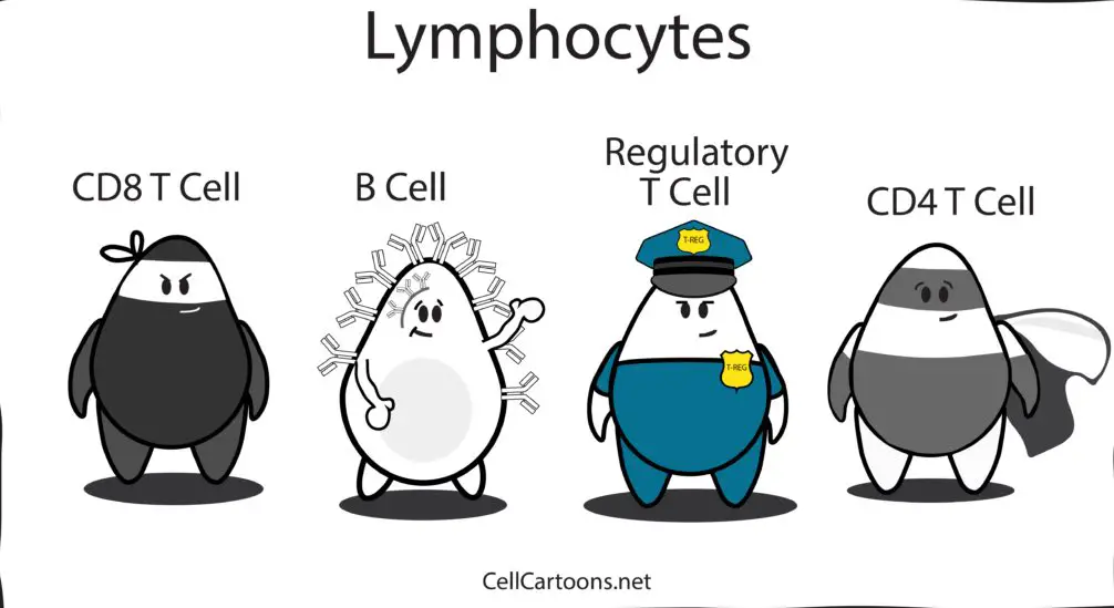 Lymphocytes-cartoon