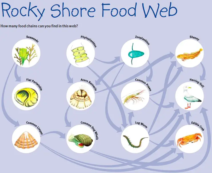 Marine-food-web