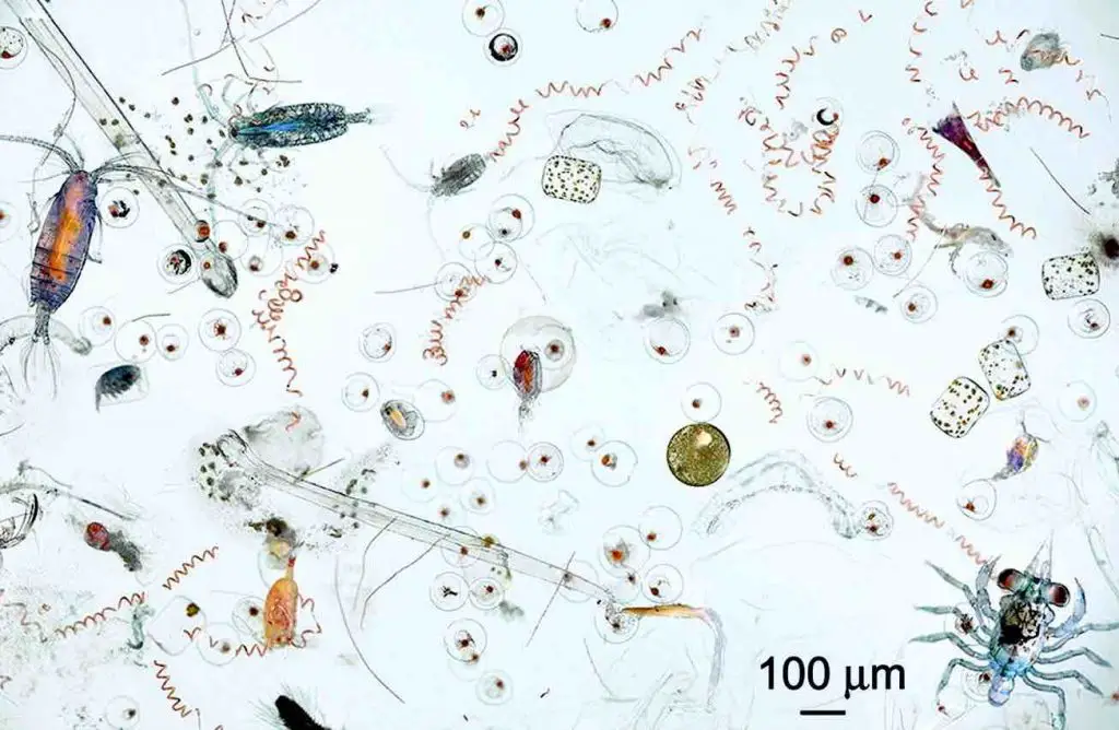 Marine_microplankton