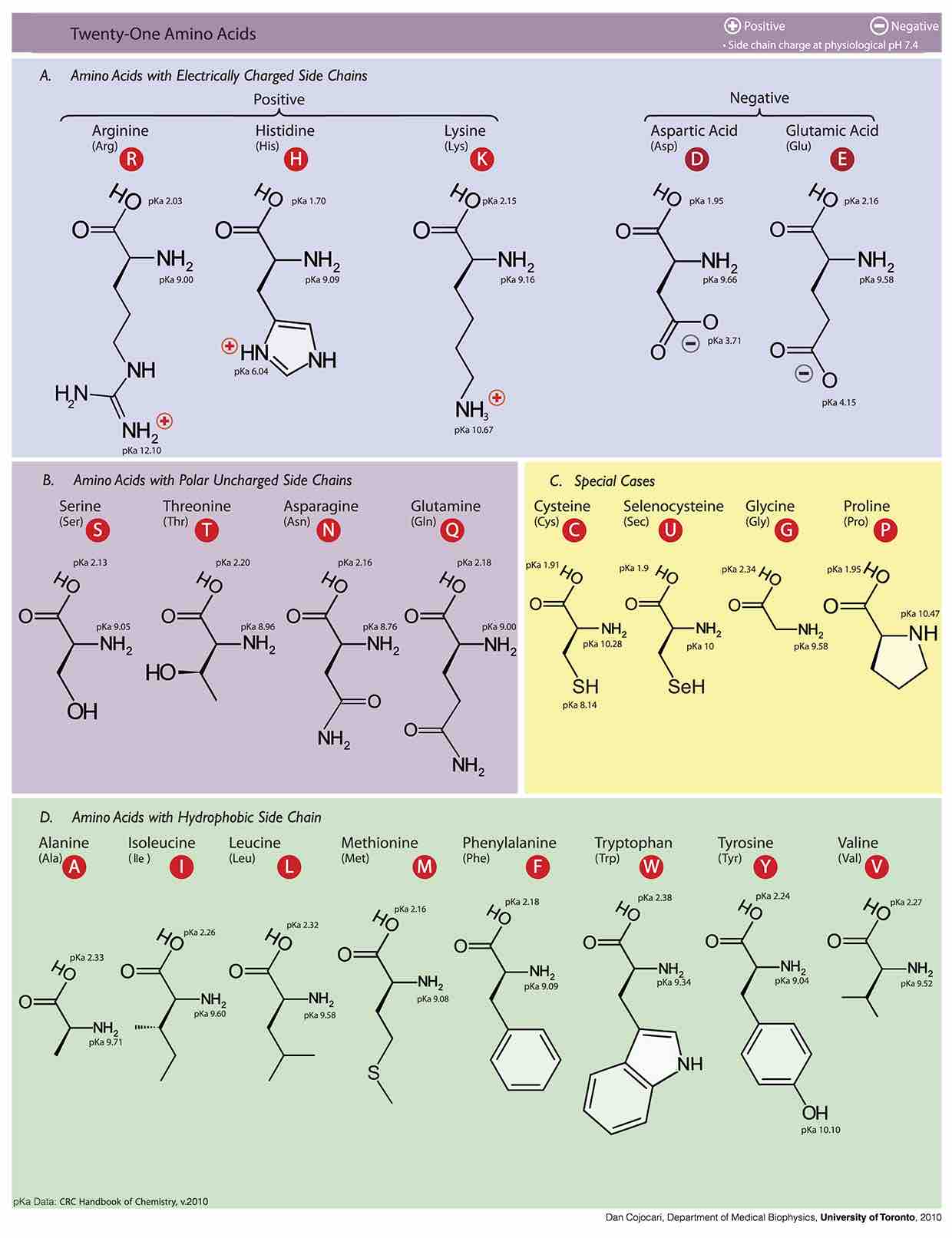 How to Read the Amino Acids Codon Chart? Code and mRNA