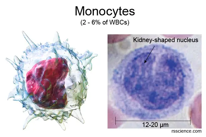 Monocytes