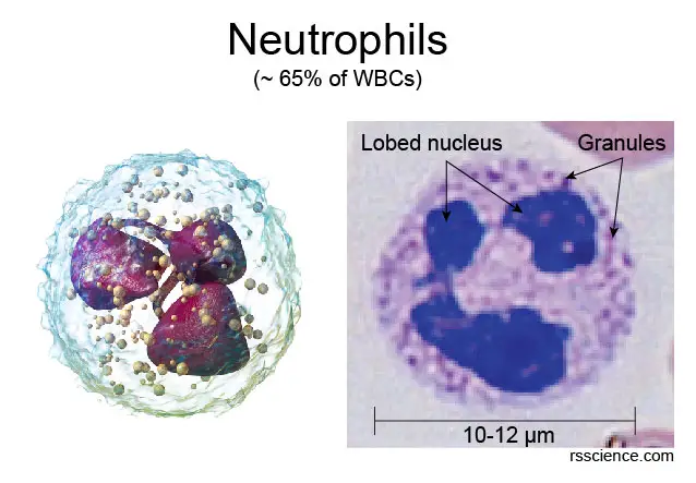 Neutrophils