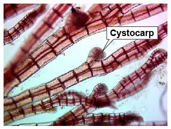 Red-algae-Cystocarps