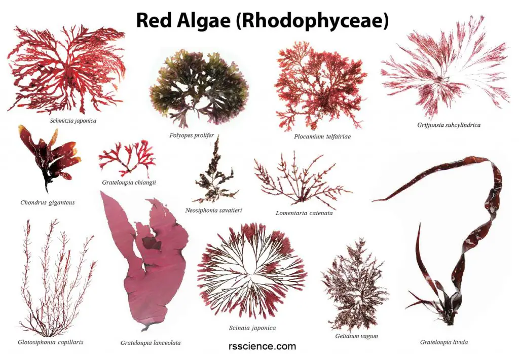 Red-algae-collection