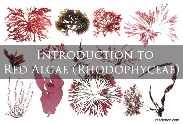 Red Algae Labeled