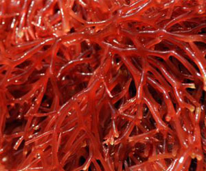 Rhodophyta-Red-Algae-Carrageenan