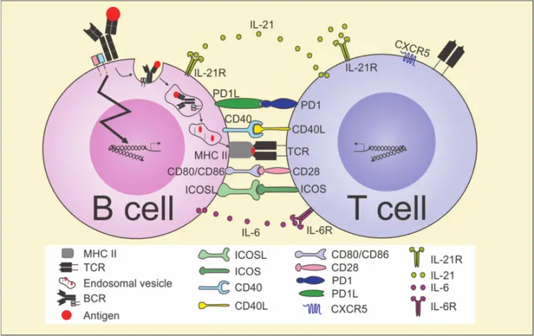 White Blood Cells – Types, Biology, And Observation Under The Microscope