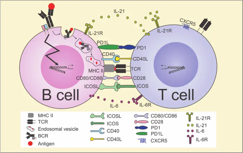 Schematic-presentation-of-B-cell-T-cell-activation-in-the-interfollicular-or-T-cell-zone