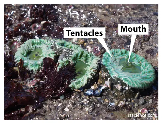Sea-Anemones-mouth-tentacles