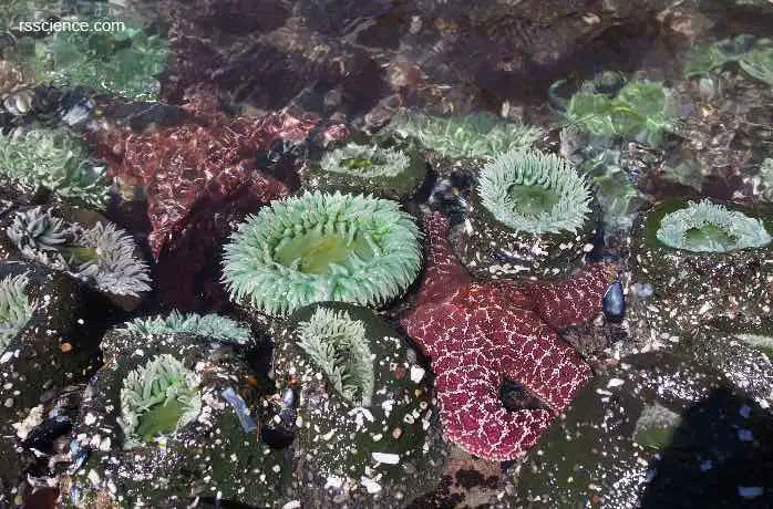 Sea-Anemones