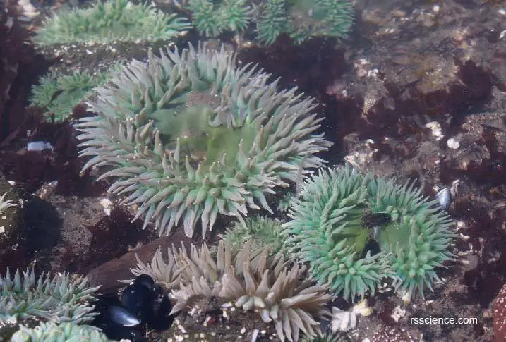 Sea-Anemones2