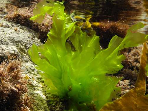 Sea-lettuce