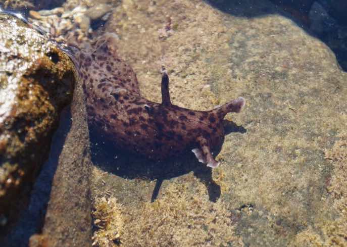 Sea-slug