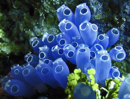 Sea-squirt