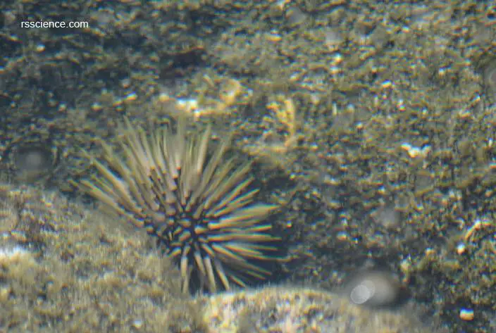 Sea-urchin