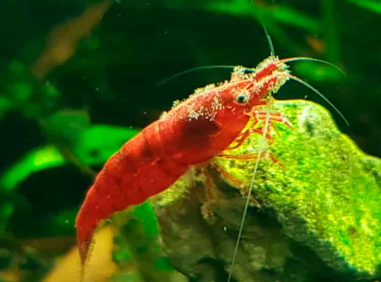 Shrimp-Vorticella-Parasite