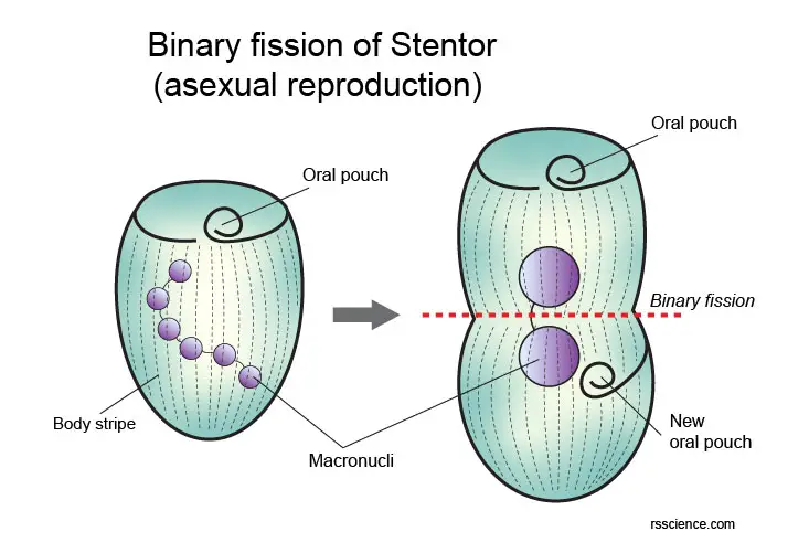 Stentor-asexual-reproduction