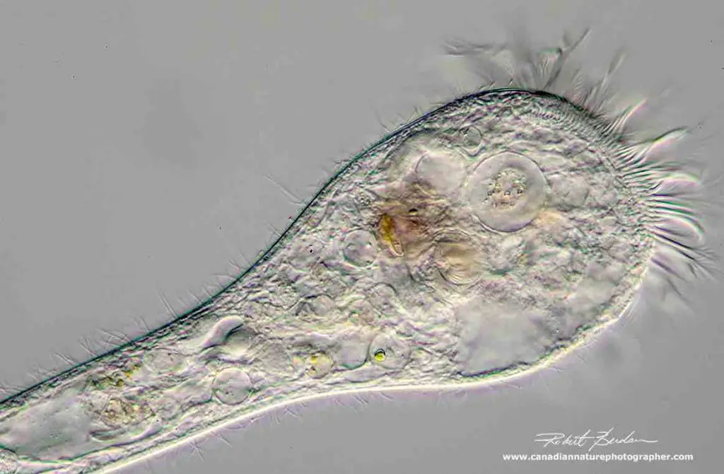 Stentor-cilia-large-membranelles