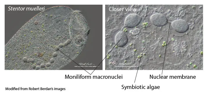 Stentor-macronuclei