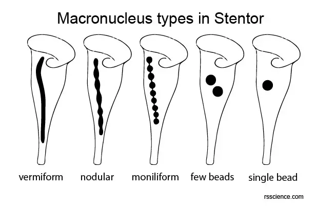 Stentor macronuclei types