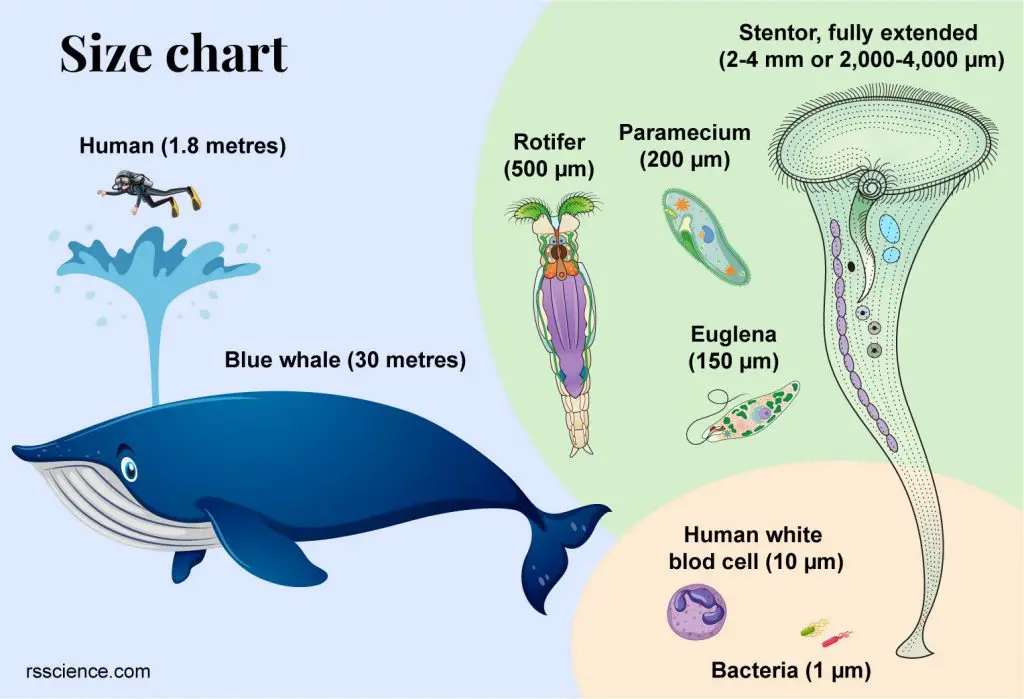 Stentor-size-comparison-protozoa