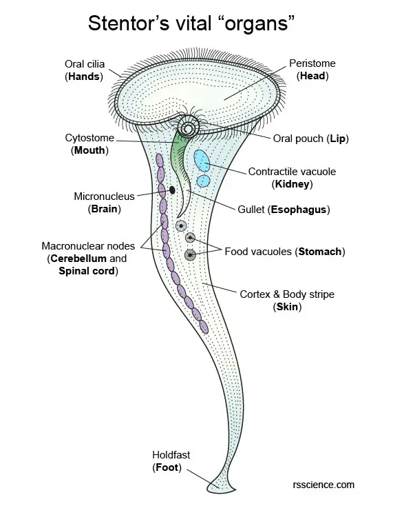 Stentor-structure-organ