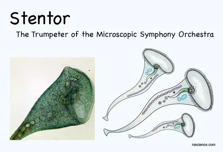 Stentor structure reproduction