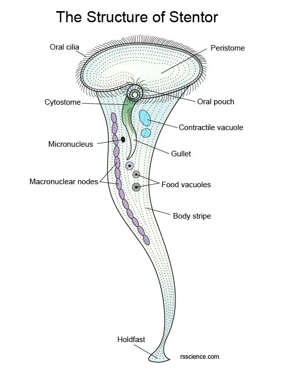 Stentor structure