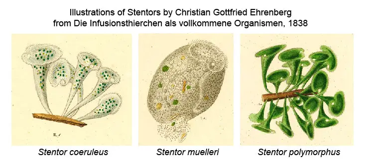 Stentors-painted-Ehrenberg