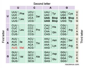 How to Read the Amino Acids Codon Chart? - Genetic Code and mRNA ...