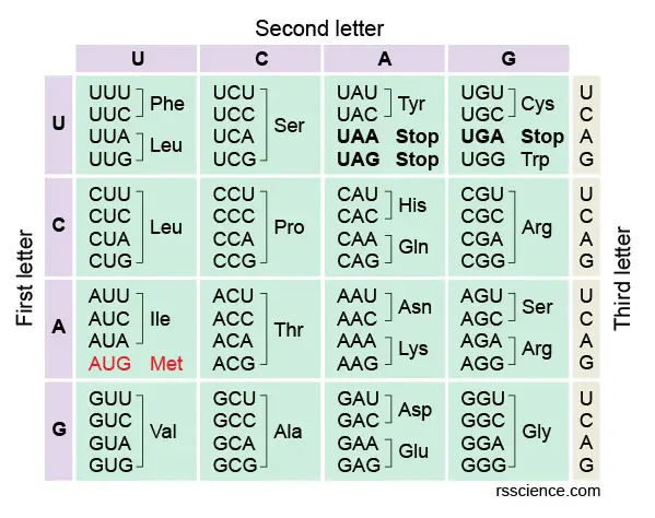 how-to-read-the-amino-acids-codon-chart-genetic-code-and-mrna