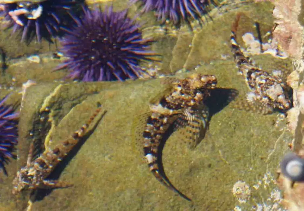 Tidepool-sculpins